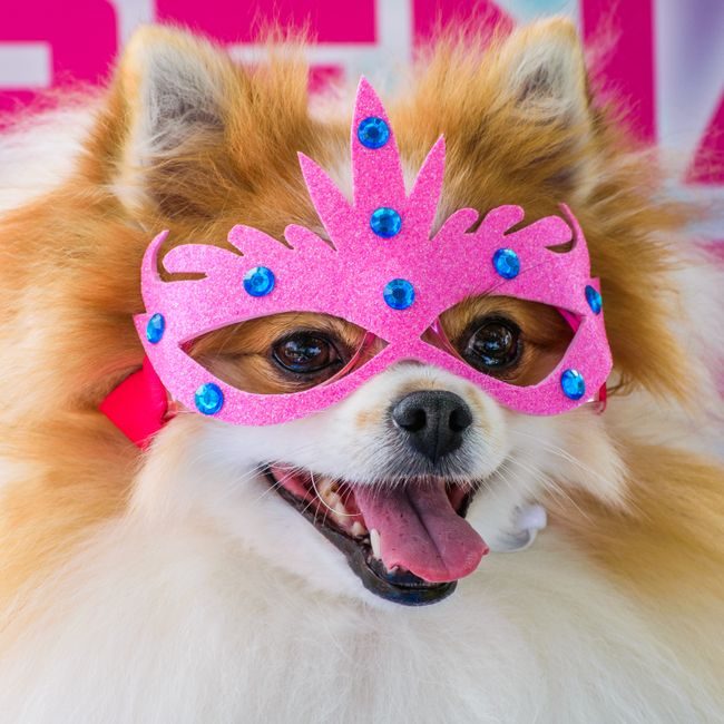 After — Dental scaling · canine