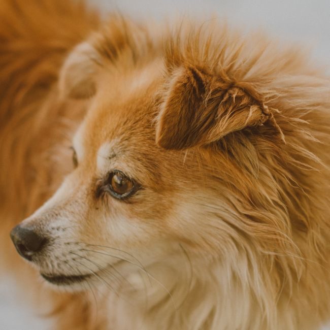 Before — Dental scaling · canine