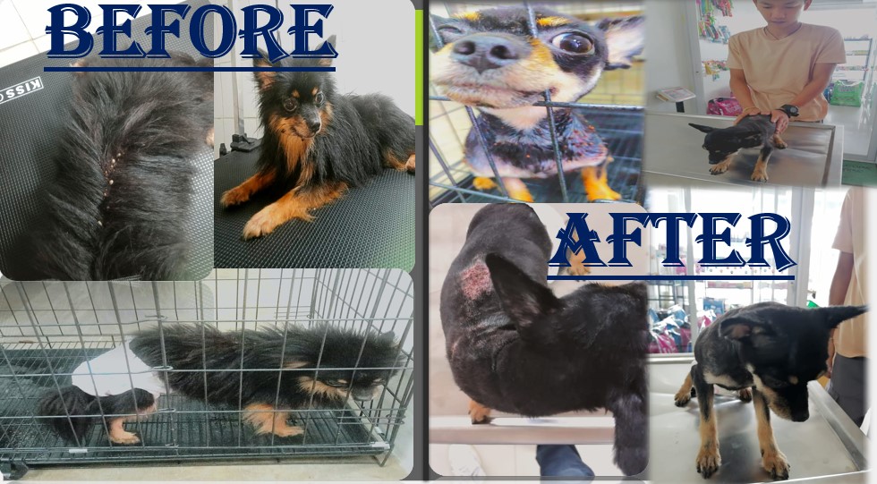 Urban Pet Clinic — photo 5