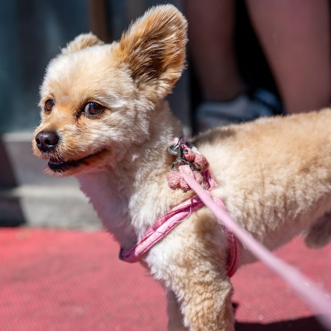 After — Full grooming · medium dog