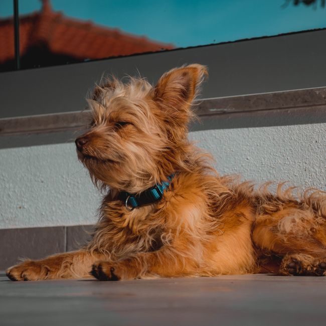 Before — Full grooming · medium dog